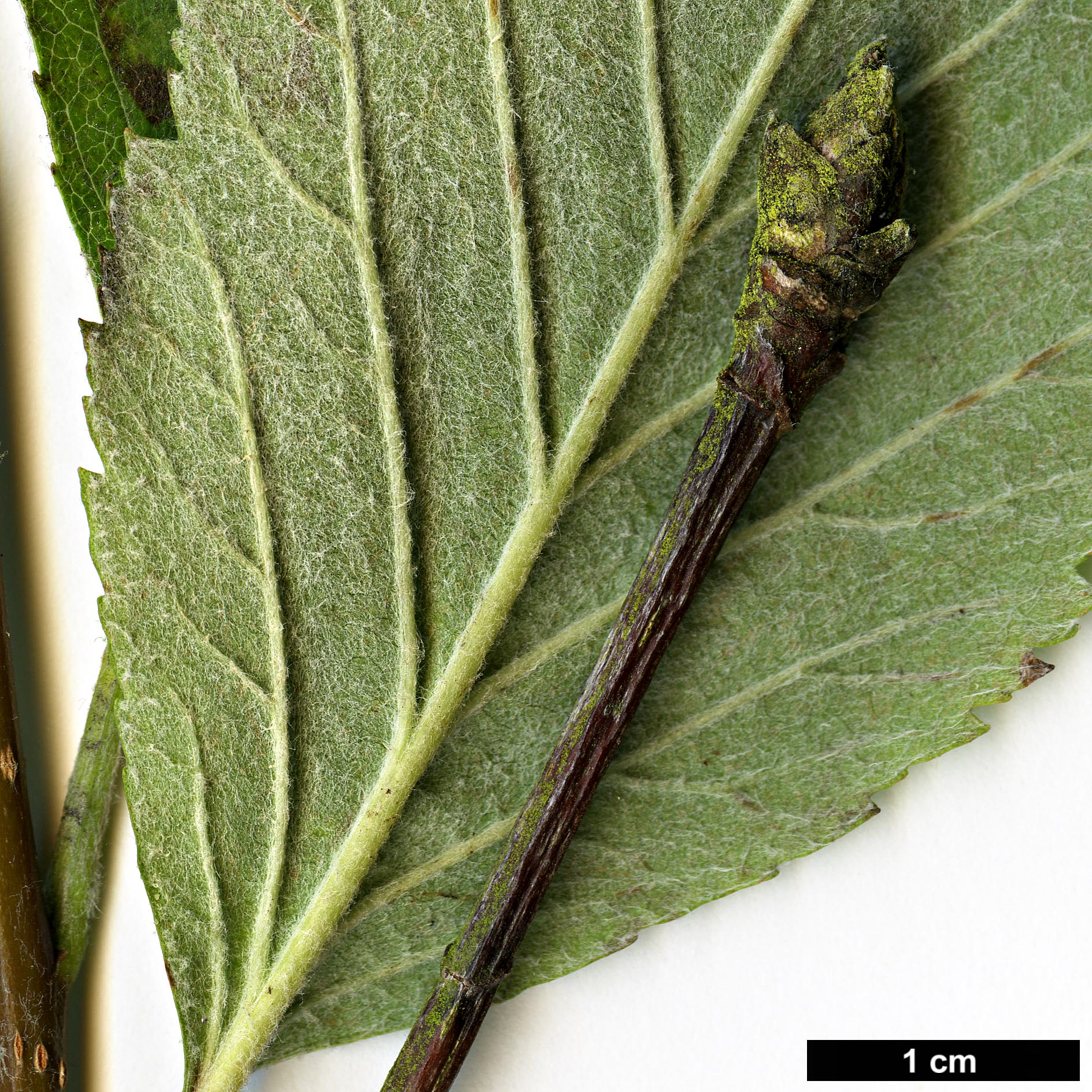 High resolution image: Family: Rosaceae - Genus: Sorbus - Taxon: anglica